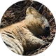 Mascha Oddone